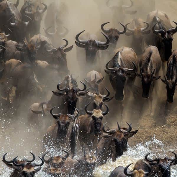 Read more about the Great Migration in Masai Mara