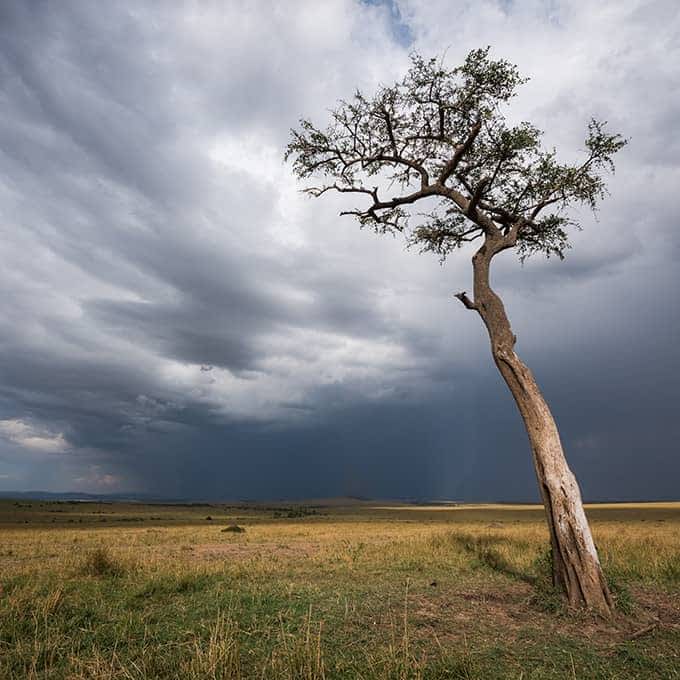 Read more about Masai Mara landscape and vegetation